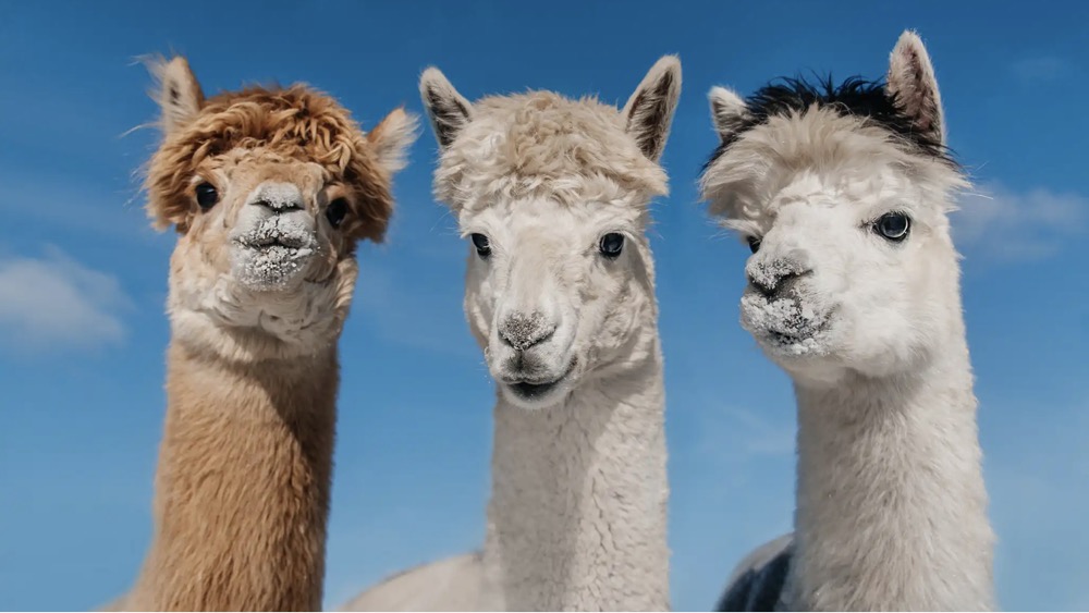 Meta 将把 Llama 人工智能模型作为应用程序编程接口（API）提供